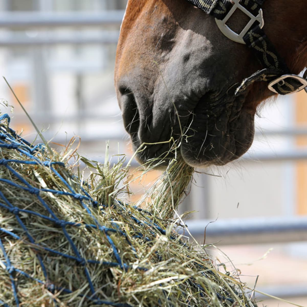 Energy Supplements for horses Animal Care Supplies