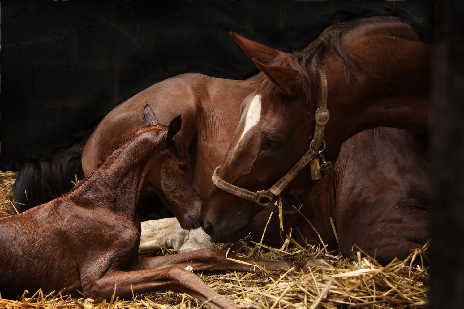 Foal Supplements
