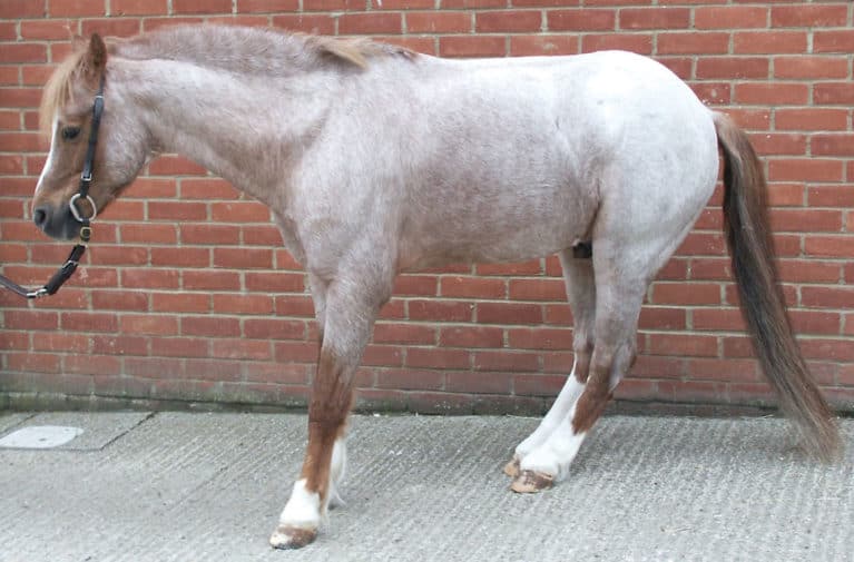 Laminitis & Founder Supplements