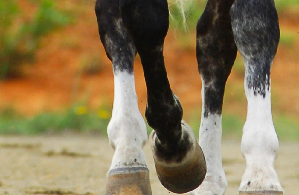 Anti-inflammatory Supplements for horses