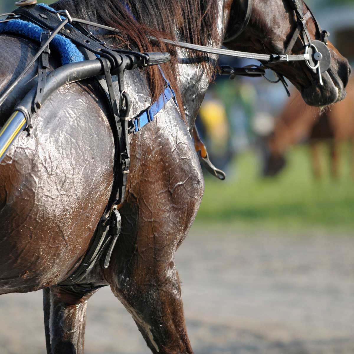 Electrolytes for Horses