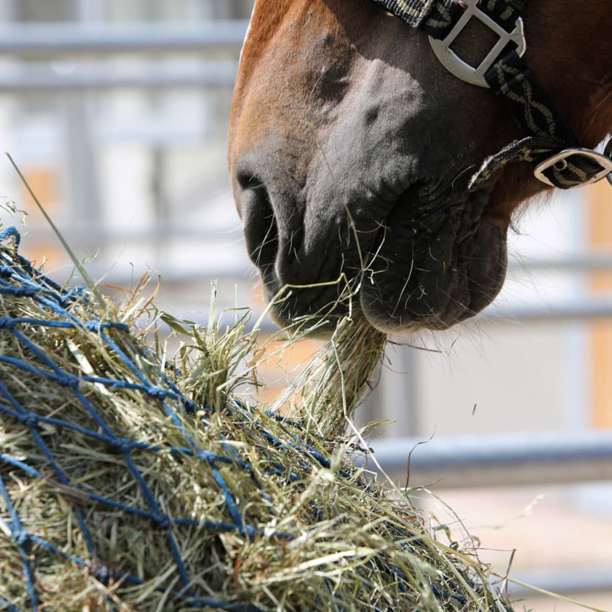 Energy Supplements for Horses