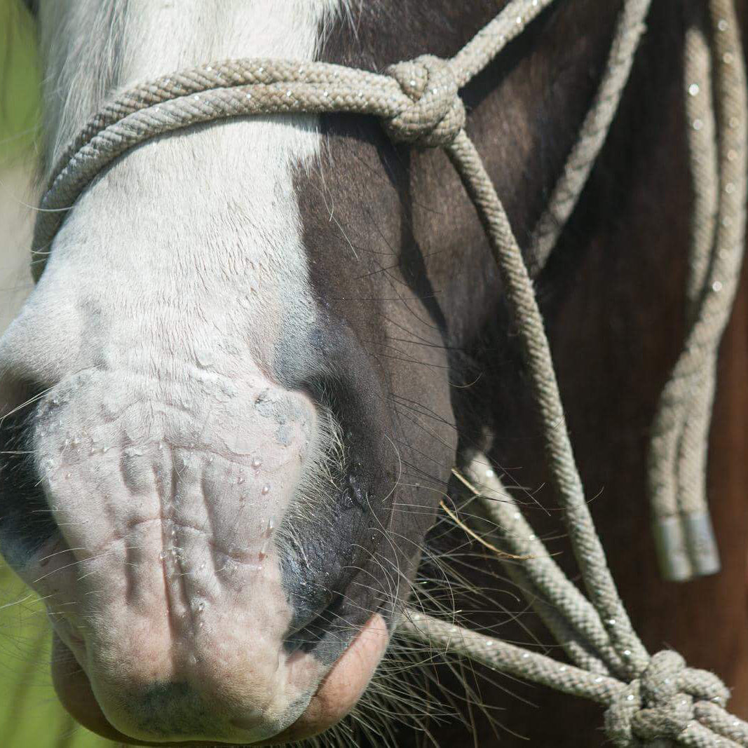 Sunscreen for Horses