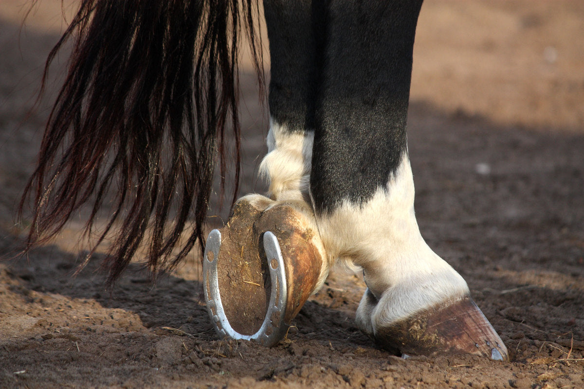 Farriery Equipment