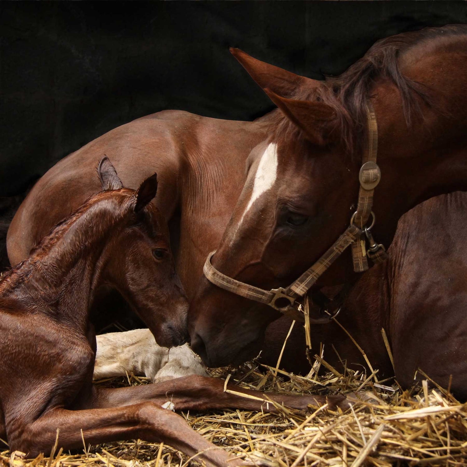 Foal & Breeding Supplements