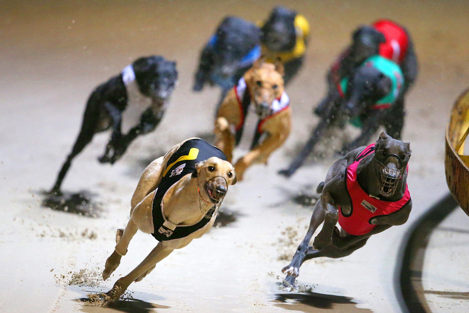 Greyhounds
