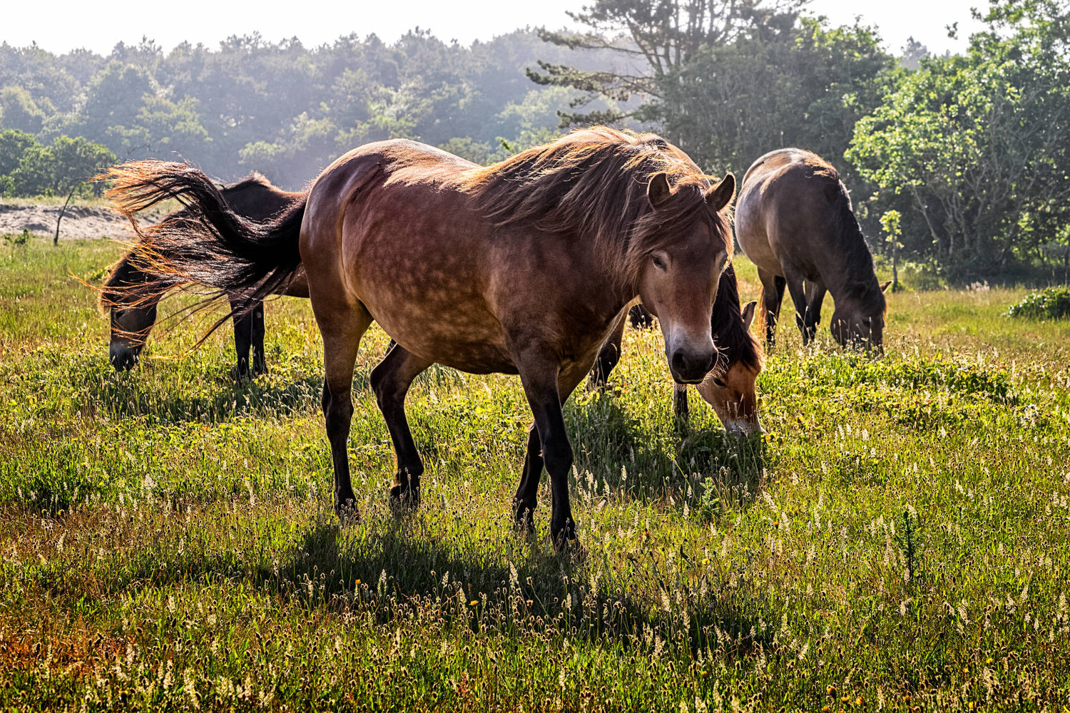 Horse Calming Supplements