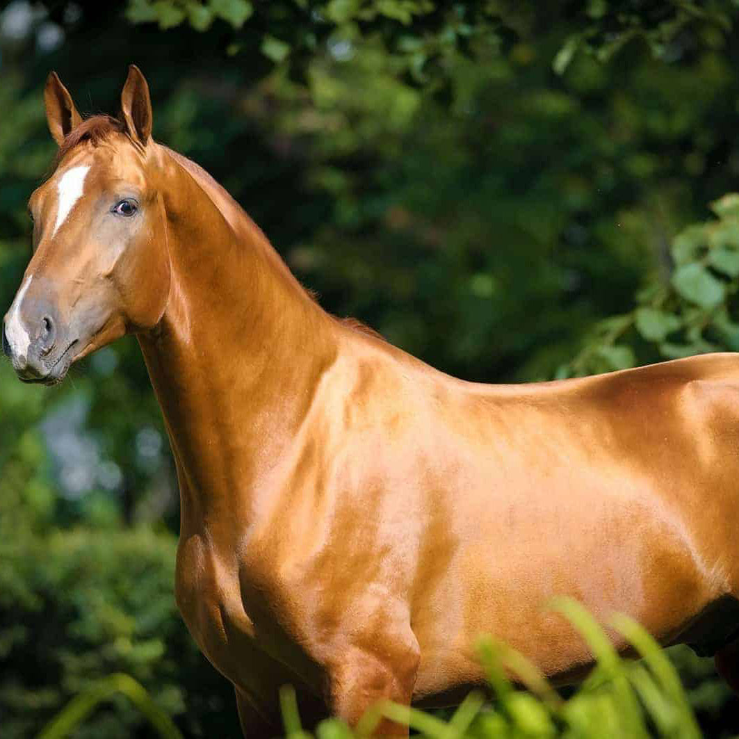 Coat Conditioning Supplements