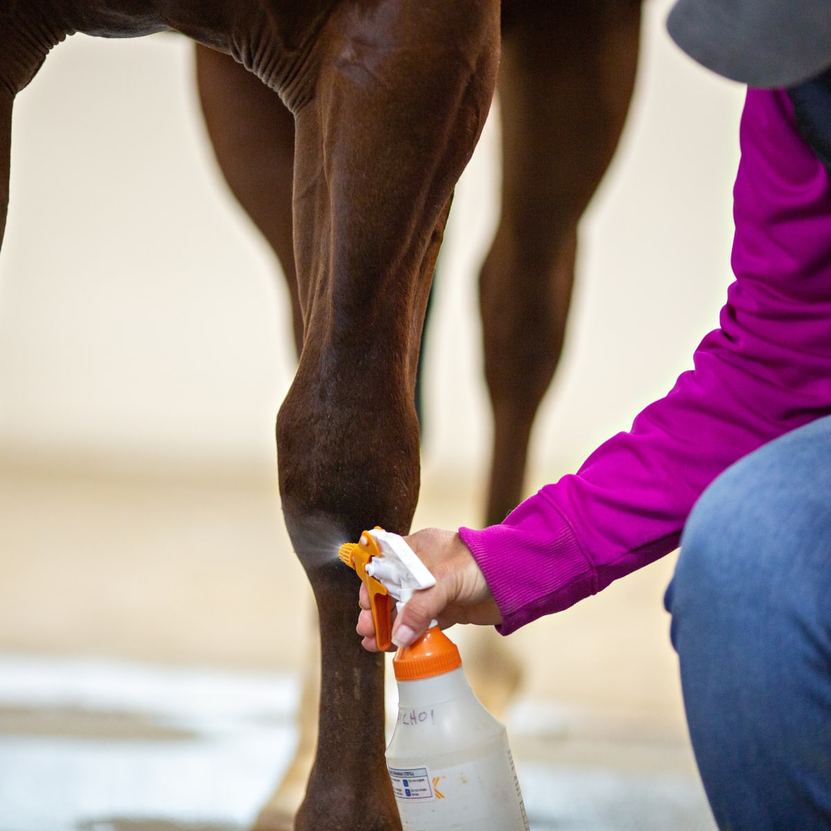 Flyspray for horses