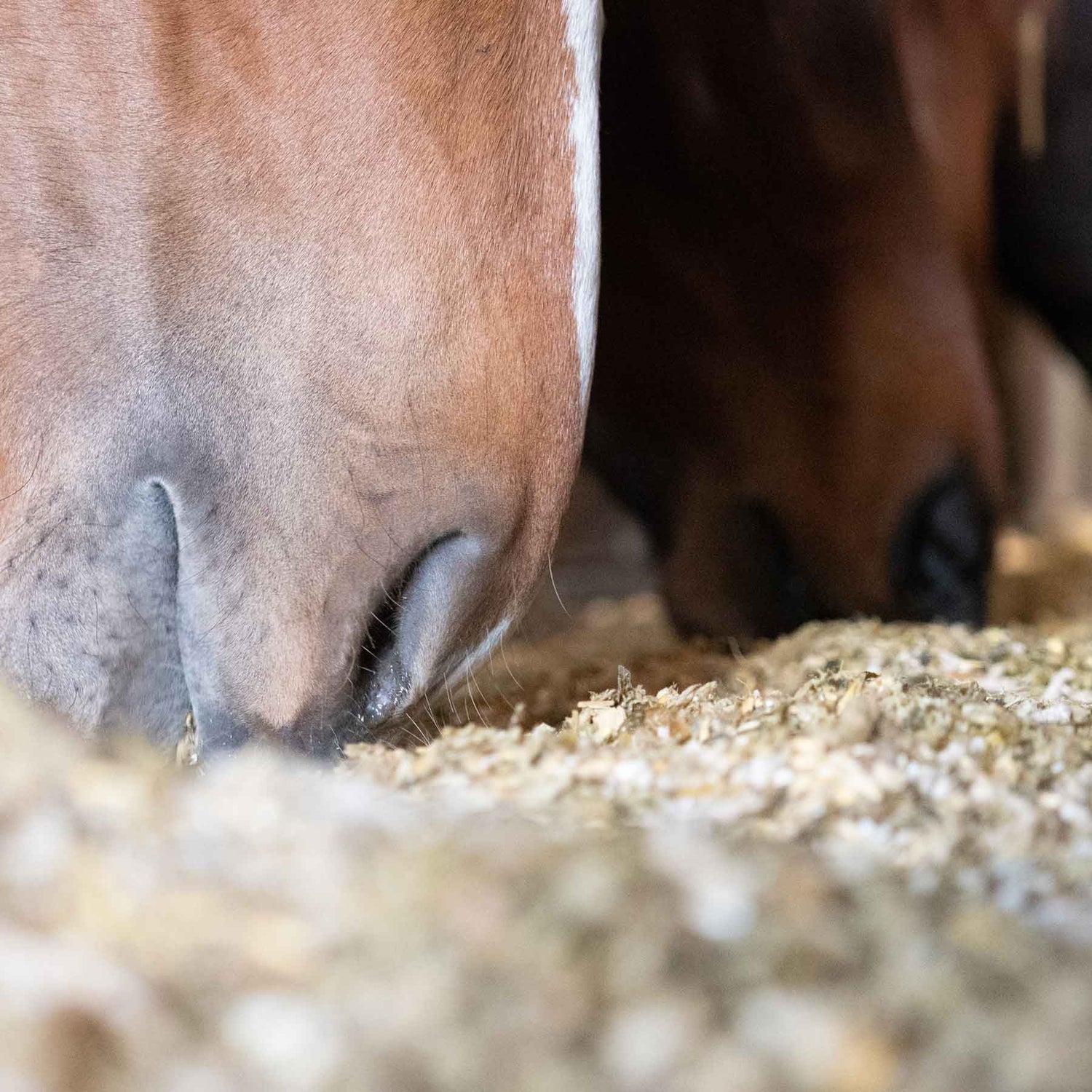 Vitamins & Minerals for Horses