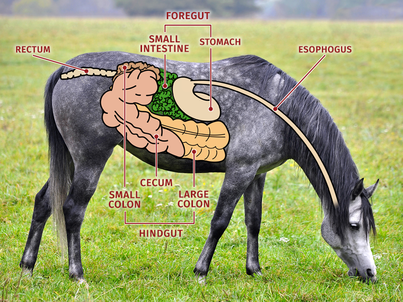 Probiotics for Horses