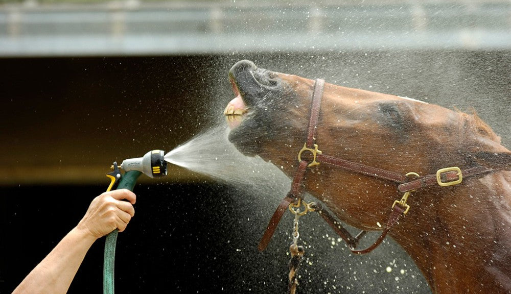 Horse Shampoo